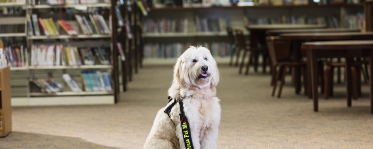 Therapy Dogs at Schools The Benefits, and Possible Risks