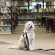 Therapy Dogs at Schools The Benefits, and Possible Risks